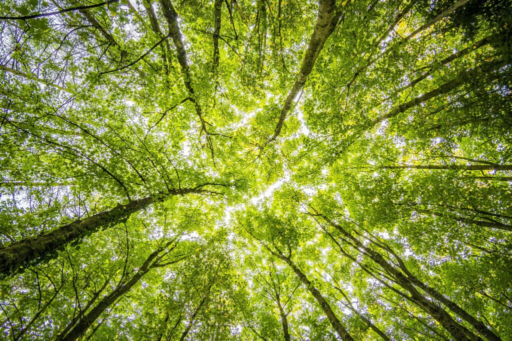 forest-trees-perspective-bright-957024-957024 Looking up through the dense green canopy in a vibrant forest, showcasing nature's beauty.
